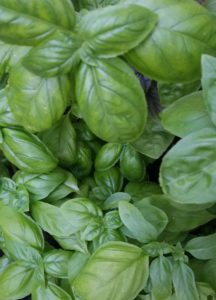 Cooking on the Fly With BA's Basil Pesto Recipe,